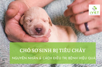 Chó sơ sinh bị tiêu chảy nguyên nhân cách chữa chó sơ sinh bị tiêu chảy